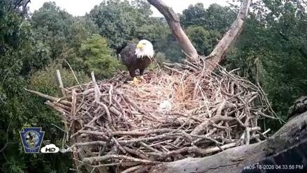Hanover Eagles Live Cam - Sep 18, 2026, 4:36pm EDT