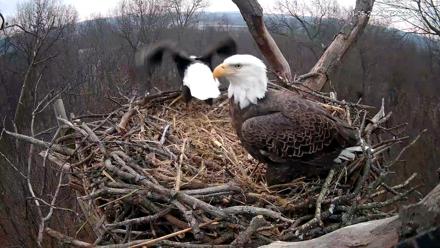 Hanover Eagles Live Cam - Jan 5, 2026, 7:21am EST