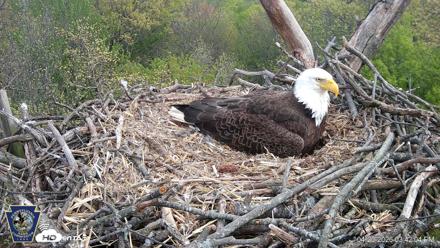 Hanover Eagles Live Cam - Apr 20, 2026, 3:42pm EDT