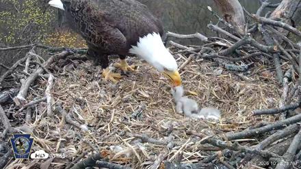 Hanover Eagles Live Cam - Apr 13, 2026, 10:24am EDT