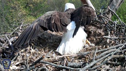 Hanover Eagles Live Cam - Apr 18, 2026, 3:45pm EDT