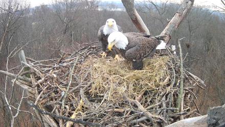 Hanover Eagles Live Cam - Dec 6, 2025, 12:46pm EST
