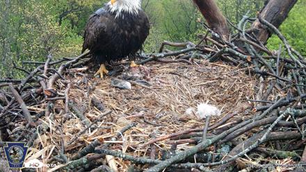 Hanover Eagles Live Cam - Apr 19, 2026, 11:30am EDT