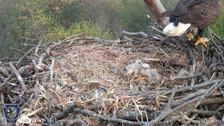 Hanover Eagles Live Cam - Apr 16, 2026, 7:20pm EDT