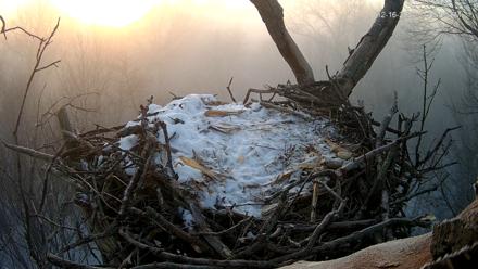 Hanover Eagles Live Cam - Dec 16, 2025, 7:41am EST