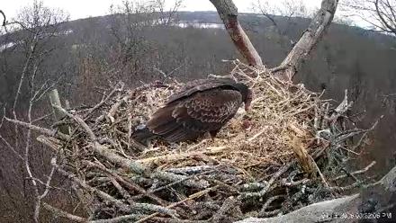 Hanover Eagles Live Cam - Jan 16, 2026, 3:32pm EST