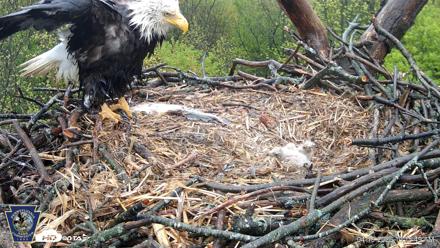 Hanover Eagles Live Cam - Apr 19, 2026, 10:16am EDT