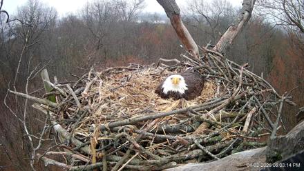 Hanover Eagles Live Cam - Apr 2, 2026, 6:04pm EDT