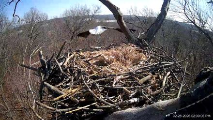 Hanover Eagles Live Cam - Feb 28, 2026, 2:00pm EST