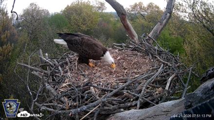 Hanover Eagles Live Cam - Apr 21, 2026, 7:51pm EDT