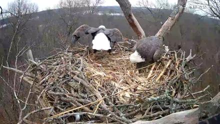 Hanover Eagles Live Cam - Dec 23, 2025, 12:02pm EST