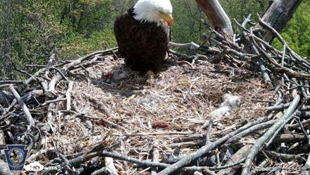 Hanover Eagles Live Cam - Apr 20, 2026, 1:30pm EDT