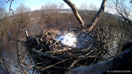 Hanover Eagles Live Cam - Feb 13, 2026, 4:15pm EST