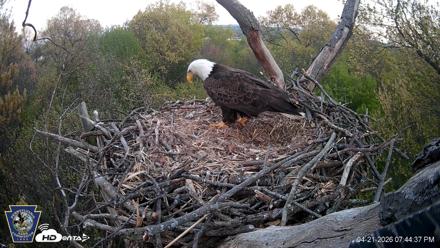 Hanover Eagles Live Cam - Apr 21, 2026, 7:45pm EDT