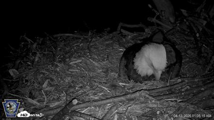 Hanover Eagles Live Cam - Apr 13, 2026, 1:05am EDT