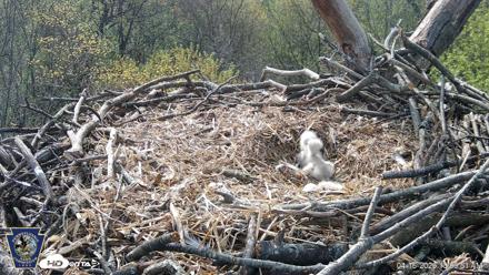 Hanover Eagles Live Cam - Apr 16, 2026, 10:01am EDT