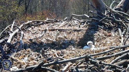 Hanover Eagles Live Cam - Apr 12, 2026, 11:40am EDT