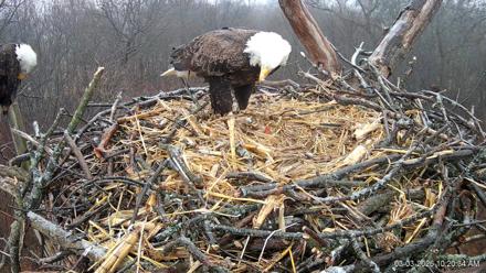 Hanover Eagles Live Cam - Mar 3, 2026, 10:21am EST