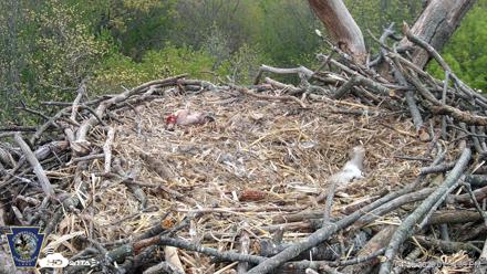 Hanover Eagles Live Cam - Apr 20, 2026, 1:35pm EDT