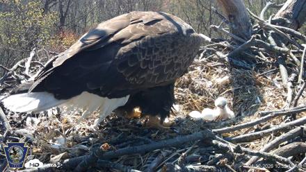 Hanover Eagles Live Cam - Apr 12, 2026, 10:52am EDT