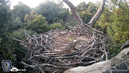 Hanover Eagles Live Cam - Jul 31, 2026, 7:25am EDT