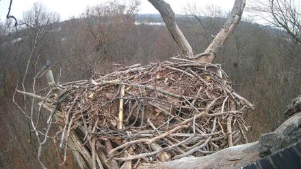 Hanover Eagles Live Cam - Nov 25, 2025, 12:09pm EST