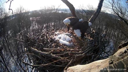 Hanover Eagles Live Cam - Feb 14, 2026, 8:42am EST