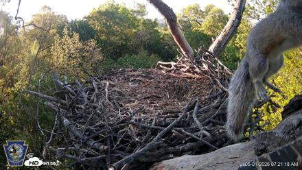 Hanover Eagles Live Cam - May 1, 2026, 7:21am EDT