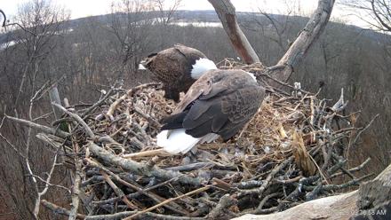 Hanover Eagles Live Cam - Jan 23, 2026, 9:36am EST