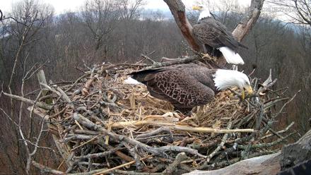 Hanover Eagles Live Cam - Jan 6, 2026, 9:28am EST