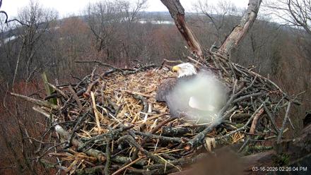 Hanover Eagles Live Cam - Mar 16, 2026, 2:26pm EDT