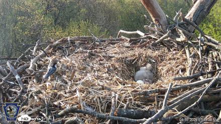 Hanover Eagles Live Cam - Apr 16, 2026, 7:50am EDT