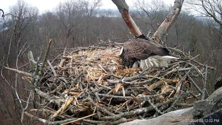 Hanover Eagles Live Cam - Mar 7, 2026, 2:12pm EST