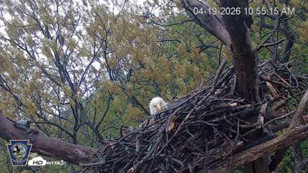 Hanover Eagles Live Cam - Apr 19, 2026, 10:56am EDT