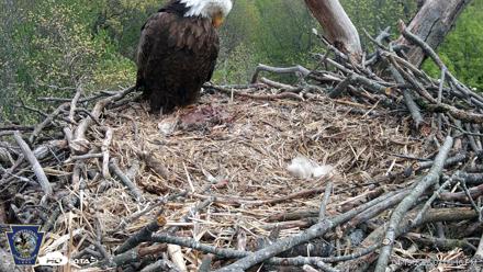 Hanover Eagles Live Cam - Apr 19, 2026, 3:06pm EDT