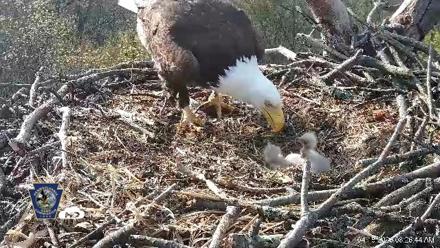 Hanover Eagles Live Cam - Apr 15, 2026, 8:26am EDT