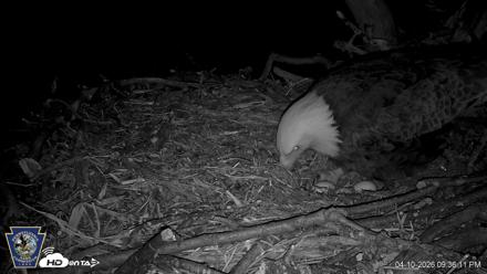 Hanover Eagles Live Cam - Apr 10, 2026, 9:36pm EDT