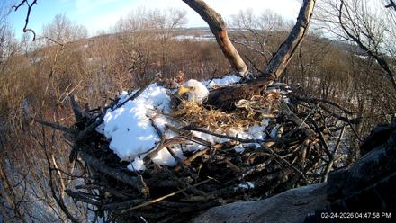 Hanover Eagles Live Cam - Feb 24, 2026, 4:48pm EST
