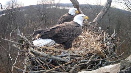 Hanover Eagles Live Cam - Jan 23, 2026, 9:38am EST