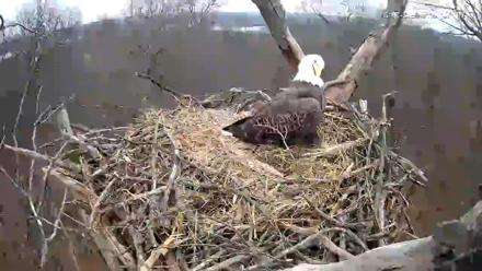 Hanover Eagles Live Cam - Dec 7, 2025, 1:51pm EST