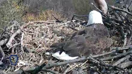 Hanover Eagles Live Cam - Apr 12, 2026, 4:48pm EDT