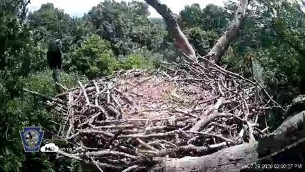 Hanover Eagles Live Cam - Jul 29, 2026, 2:01pm EDT