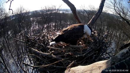 Hanover Eagles Live Cam - Feb 14, 2026, 8:55am EST