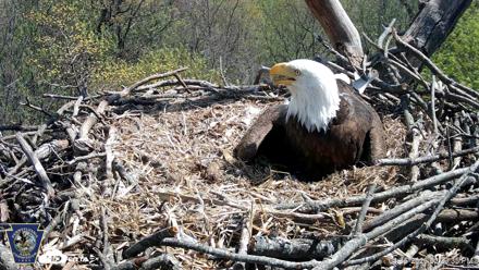 Hanover Eagles Live Cam - Apr 16, 2026, 2:26pm EDT