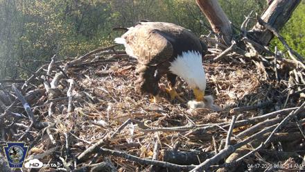 Hanover Eagles Live Cam - Apr 17, 2026, 8:02am EDT