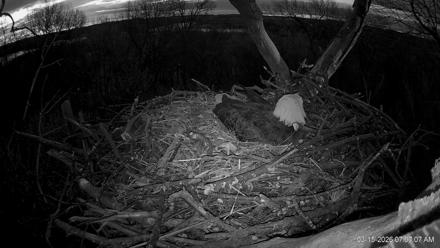 Hanover Eagles Live Cam - Mar 15, 2026, 7:07am EDT