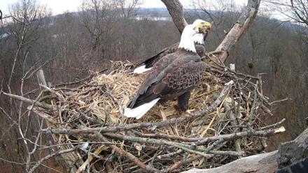 Hanover Eagles Live Cam - Dec 10, 2025, 10:13am EST
