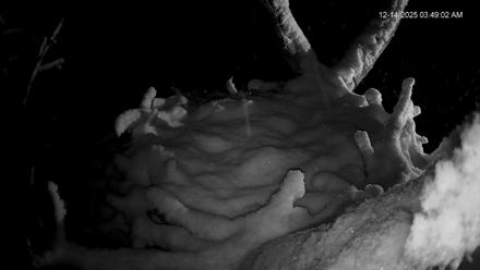 Hanover Eagles Live Cam - Dec 14, 2025, 3:50am EST