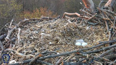 Hanover Eagles Live Cam - Apr 12, 2026, 6:38am EDT