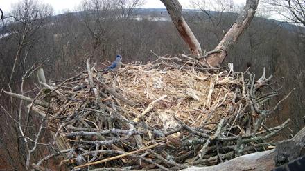 Hanover Eagles Live Cam - Dec 23, 2025, 1:45pm EST